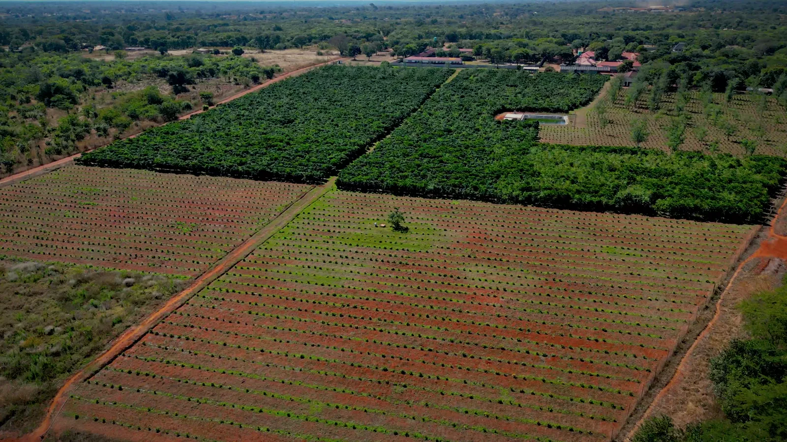 Drone view of the coffee rows at Living Hope Coffee Farm