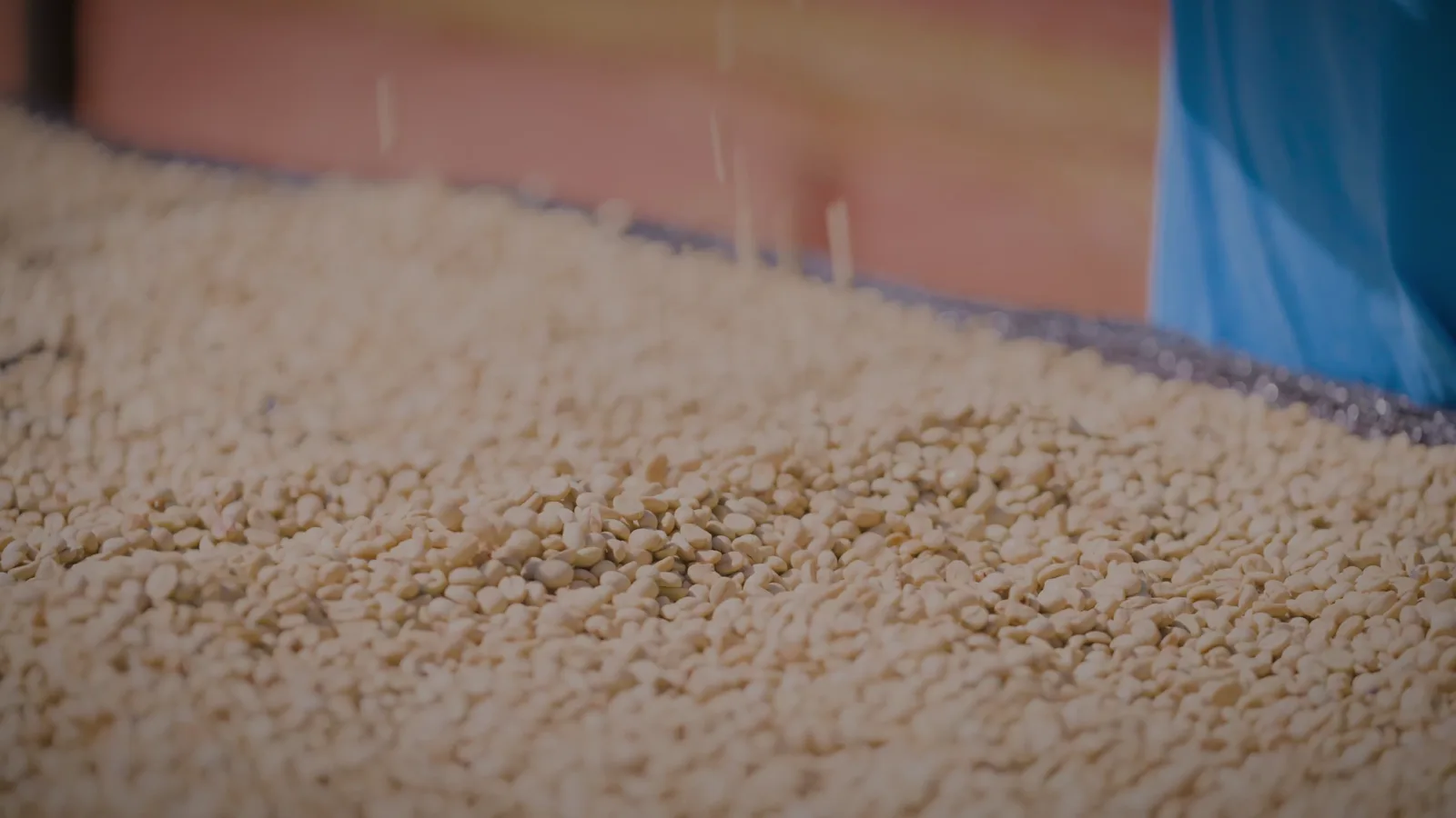 Pale parchment coffee beans drying slowly under shade mesh